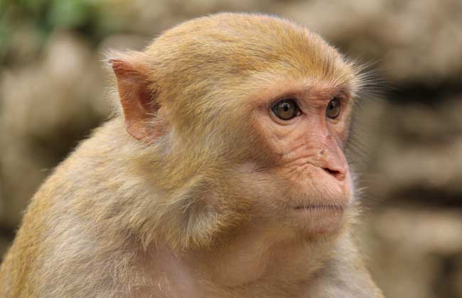 养猴子会犯法吗？