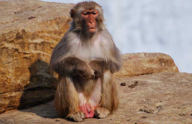 养猴子会犯法吗