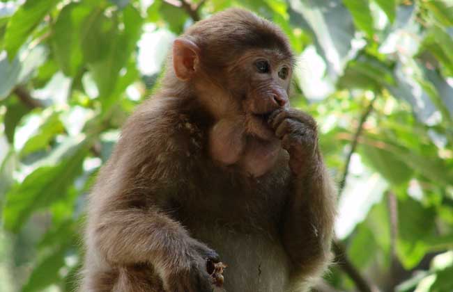 猴子能活多少年