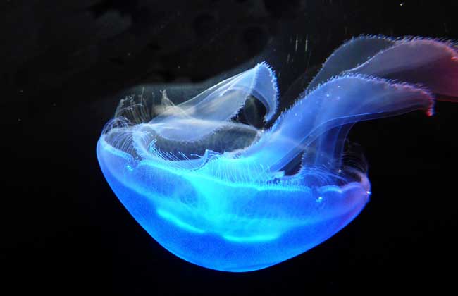 海月水母图片