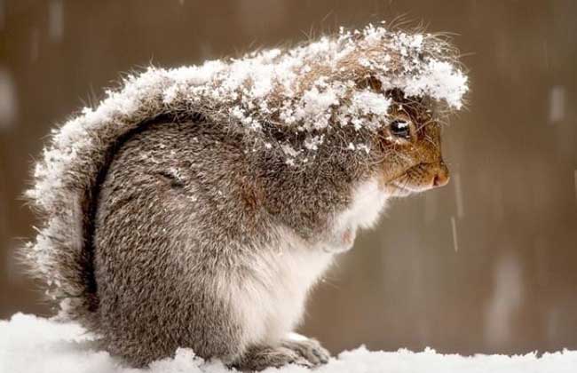 雪地松鼠养殖方法