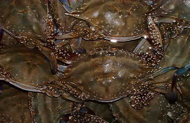 梭子蟹种类图片