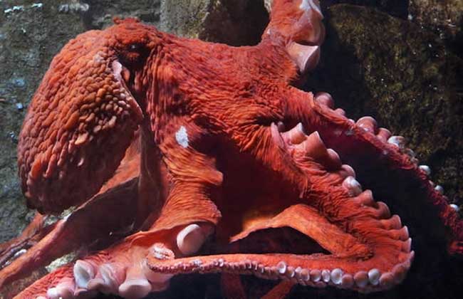 巨型章鱼到底有多大？