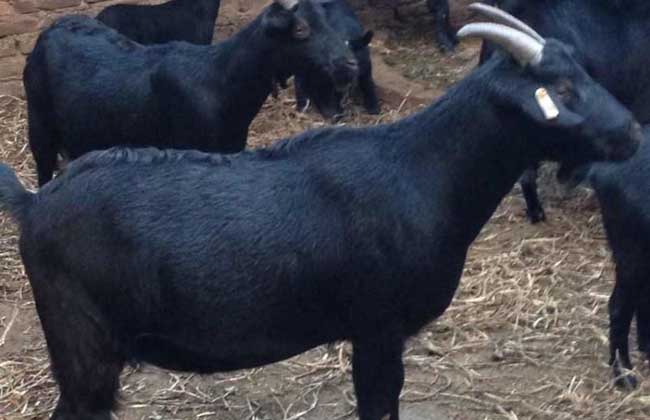黑山羊养殖饲料资源及科学管理