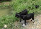 黑山羊养殖饲管理技术