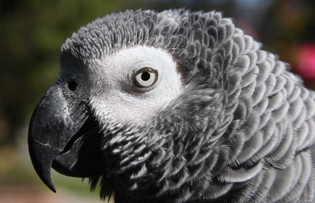 非洲灰鹦鹉多少钱一只