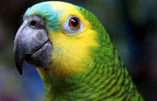 青绿顶亚马逊鹦鹉