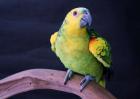 青绿顶亚马逊鹦鹉图片