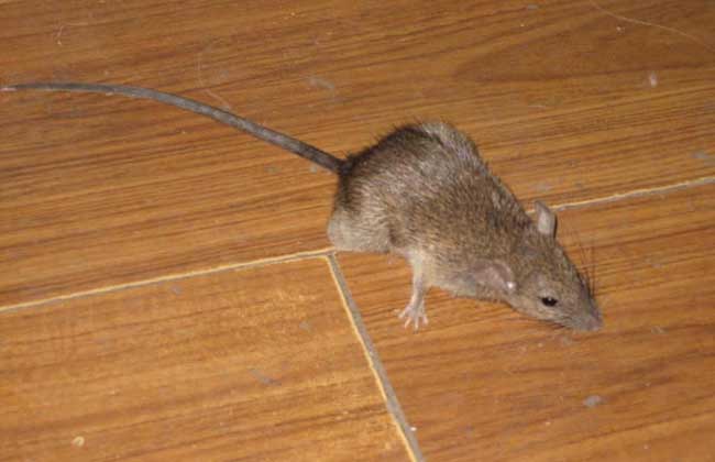 老鼠怕什么东西