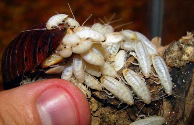 蟑螂养殖技术