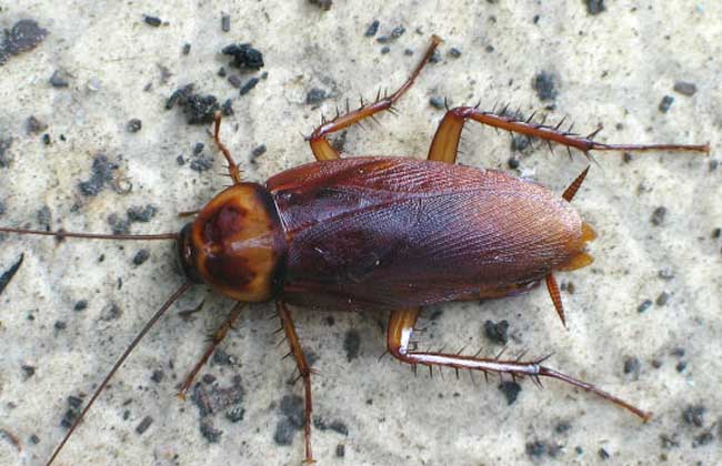 一只蟑螂能活多久