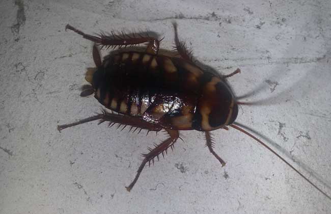 一只蟑螂能活多久