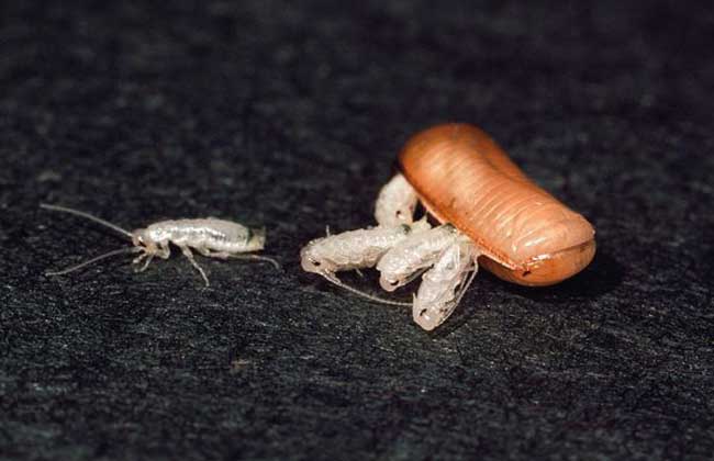蟑螂繁殖快吗？