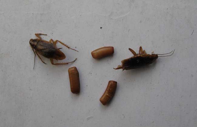 蟑螂的生活习性