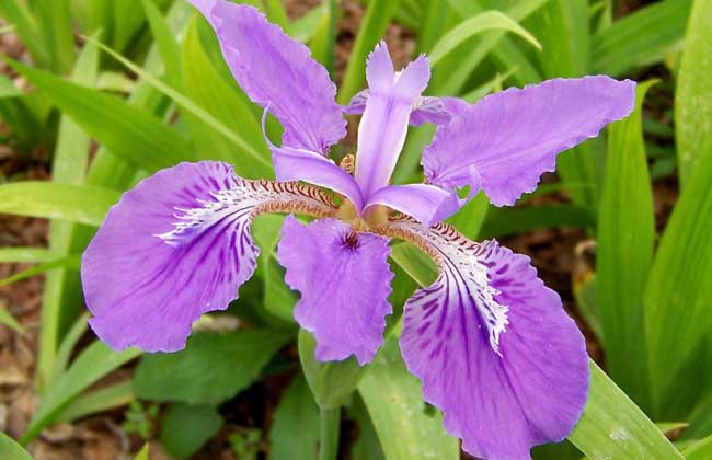 紫罗兰花语