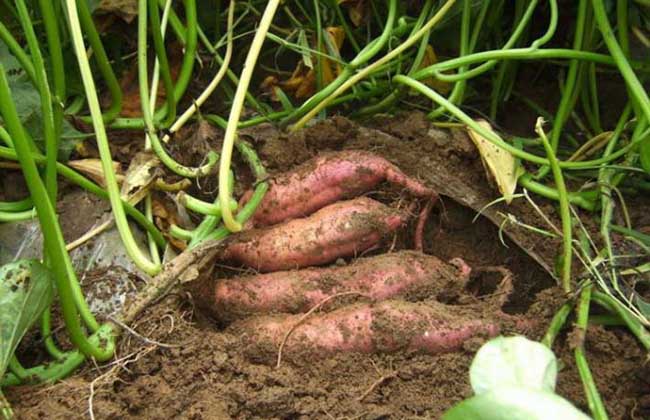红薯种植技术