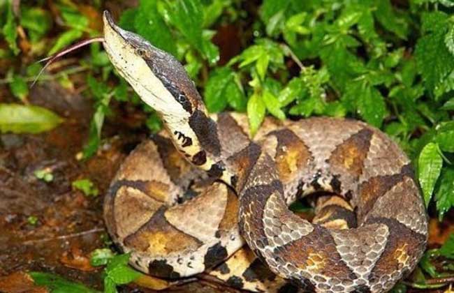 五步蛇是保护动物吗？