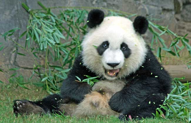大熊猫寿命有多长？