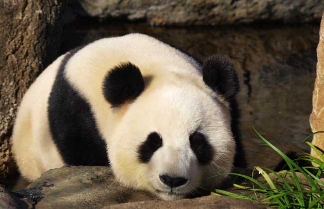 大熊猫会不会咬人？
