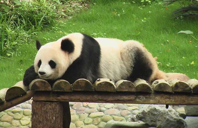 大熊猫资料图片