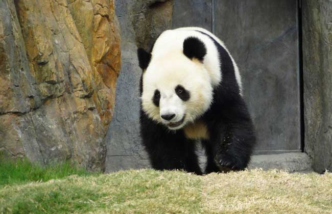 大熊猫资料图片