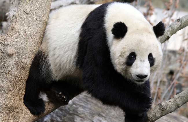 大熊猫的特点有哪些？