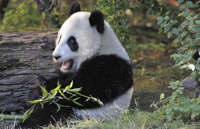 野生大熊猫战斗力强吗