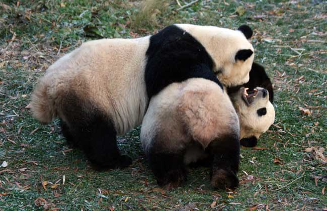 野生大熊猫战斗力强吗