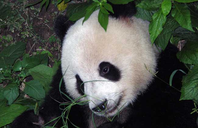 大熊猫的寿命有多长？