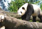 大熊猫吃什么食物？