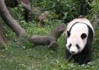 大熊猫吃不吃肉？