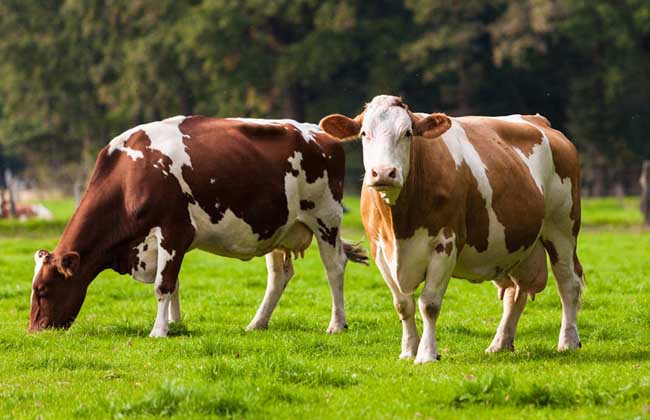 奶牛标准化规模养殖小区（场）建设项目
