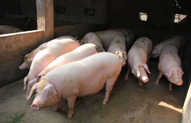 生猪标准化规模养殖小区（场）建设项目