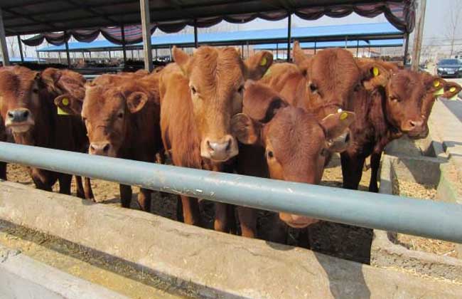 肉牛肉羊标准化规模养殖小区（场）建设项目