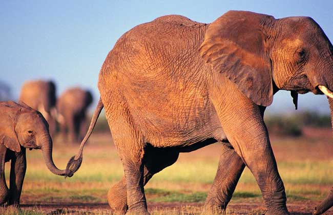 大象的重量有多重