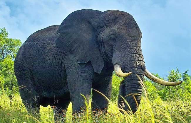 大象的寿命有多长