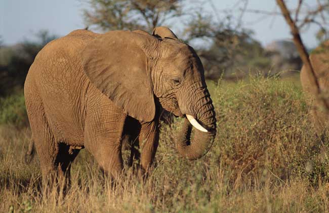 大象的特点有哪些？