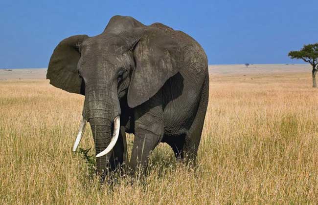 大象的鼻子像什么？