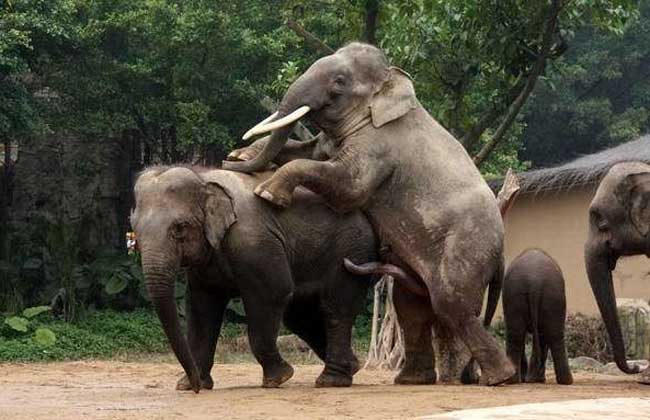 大象交配