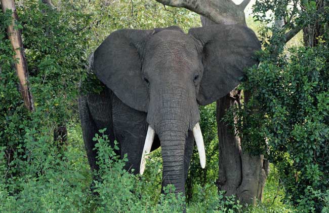 大象墓地真的存在吗