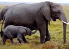 大象寿命有多长？