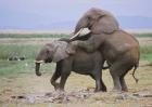大象交配过程视频