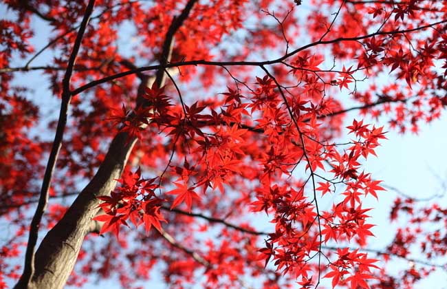枫树叶为什么会变红