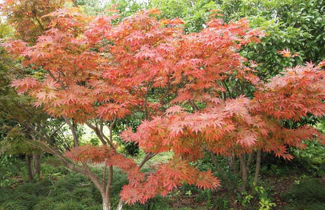 红枫树的繁殖方法