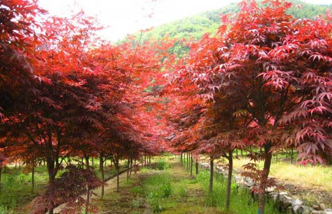 日本红枫种植技术