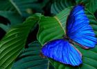 蝴蝶的寿命多长？