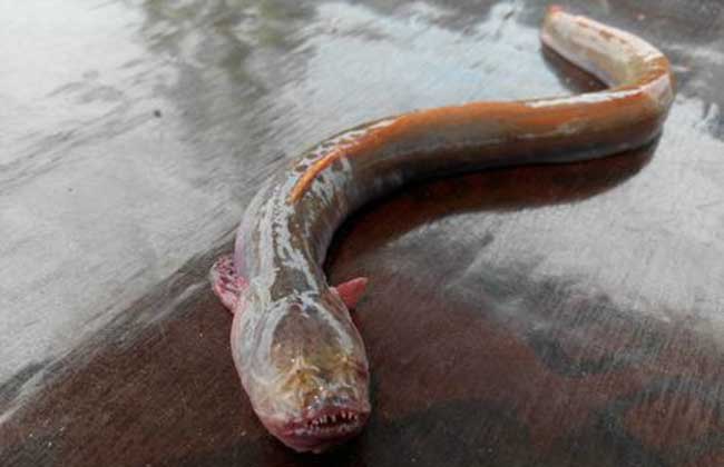 红狼牙鰕虎鱼能吃吗