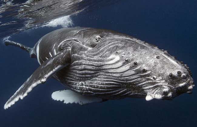 鲸鱼是哺乳动物吗？