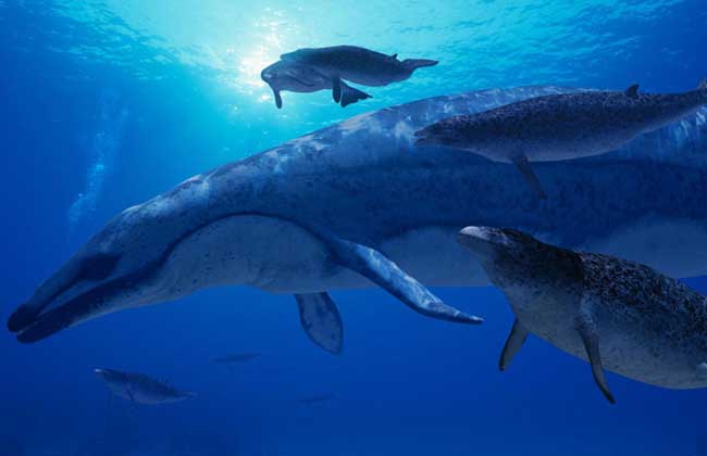 龙王鲸到底有多大？