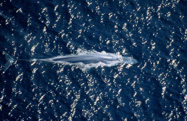 蓝鲸到底有多大？